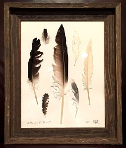 feathers 03
