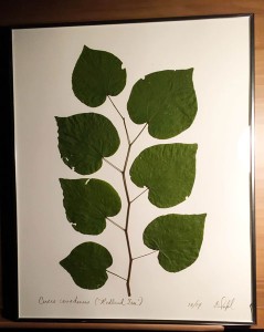 leaves 02