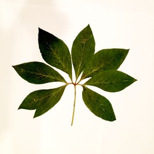 leaves 03