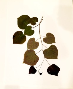 leaves 05